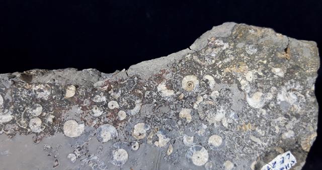 Promicroceras sp. SPATH 1925, Cymbites sp. (NEUMAYR 1878) & ?Gagaticeras sp. BUCKMANN1913 - Bild © FossNet FossilienStore